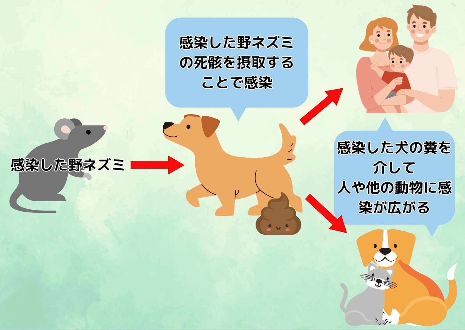 感染の広がりを示した図。感染した野ネズミが犬に感染を広げ、その後、感染した犬の糞や鼻を介して人や他の動物に感染が広がる様子を矢印で示している。