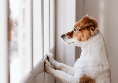 犬の分離不安に向き合うために|札幌で受けられる治療と家庭でできる対処法
